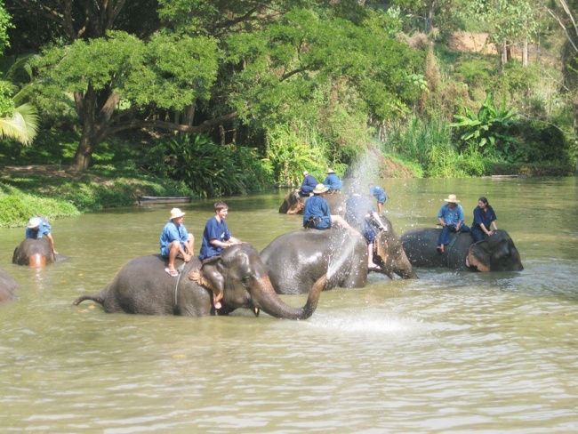 Elephant Conservation Center Lampang