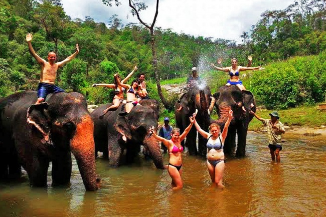 Elephant Training and Trekking