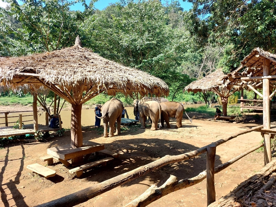Private Full day Elephant Sanctuary + Long Neck Village + Free transfer to the Tiger Kingdom Chiangmai tours