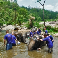 Elephant training and Trekking 
