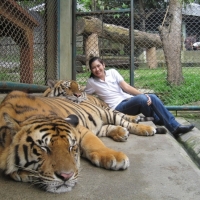 Visit Tiger Kingdom and play with the tiger  if you prefer to.  www.chiangmaitourcenter.com