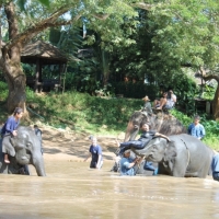 Elephant bathing in the river. www.chiangmaitourcenter.com