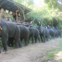 Meet the elephants for the elephant training program. www.chiangmaitourcenter.com