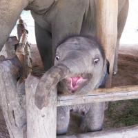 Hello! Baby elephant!  www.chiangmaitourcenter.com