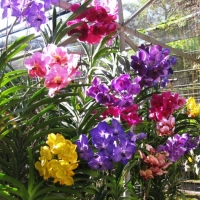 Stunning color of varieties orchids. Please contact www.chiangmaitourcenter.com