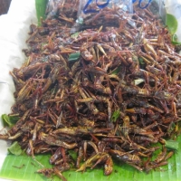 Yummy  fried grasshopper!  www.chiangmaitourcenter.com