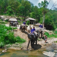 Elephant training and Trekking 