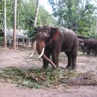 Ready for the elephant riding with me?  www.chiangmaitourcenter.com