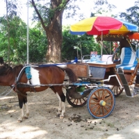 Horse carriage at Wiang Kumkam , the lost city, Chiang Mai . www.chiangmaitourcenter.com