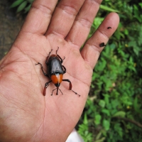 An interesting insect. www.chiangmaitourcenter.com