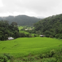 Green rice fields  photo from the top of the walk way.  www.chiangmaitourcenter.com