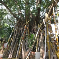 The Bodhi Tree and the supporters.  www.chiangmaitourcenter.com