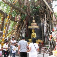 Pay homage to the Lord Buddha.  www.chiangmaitourcenter.com