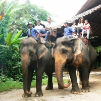 Elephant riding. Please contact  www.chiangmaitourcenter.com
